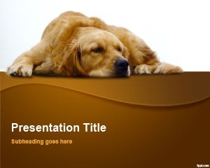 دانلود تم پاورپوینت رایگان Golden Retriever 