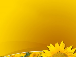 دانلود رایگان تم (قالب پاورپوینت Sunflower Plant )