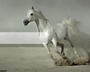 دانلود رایگان تم (قالب پاورپوینتWhite Running Horse)