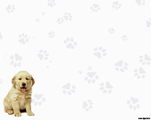 دانلود رایگان تم (قالب پاورپوینتLabrador Retriever)